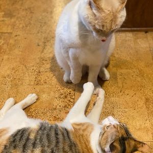 Meet your Posher, Amy